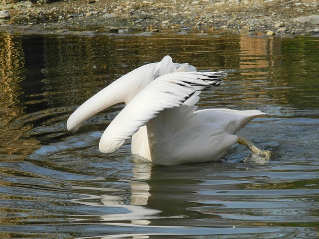 Free Pelican Water photo and picture