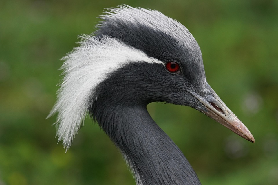 Free photo Crane, Male, Bird Free Image on Pixabay 894383