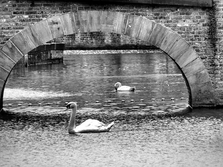 Canal, Pato