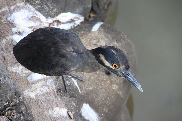 Free Lava Heron Bird photo and picture