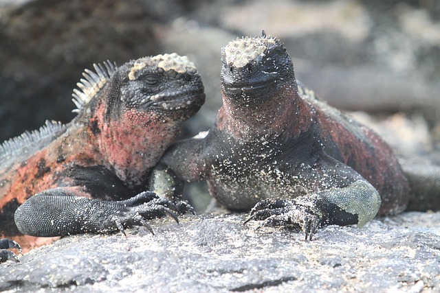 Free Marine Iguana Lizard photo and picture