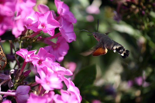 Flox, Sfinx Kolibries, Molia Colibri