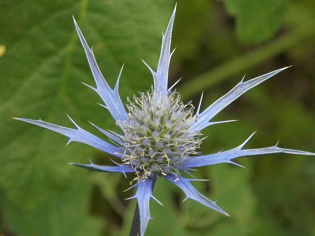 Free Eryngium Sea Holly photo and picture