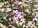 bauera rubioides, shrub, madder-leaved bauera