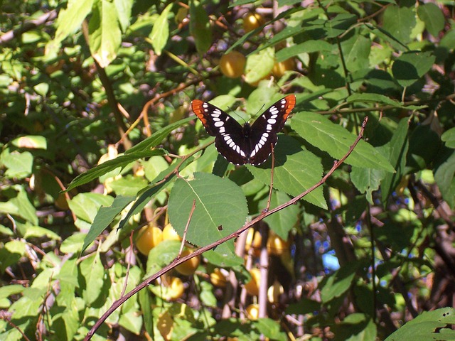 Free Butterfly Nature photo and picture