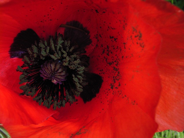 Free Poppy Flower photo and picture