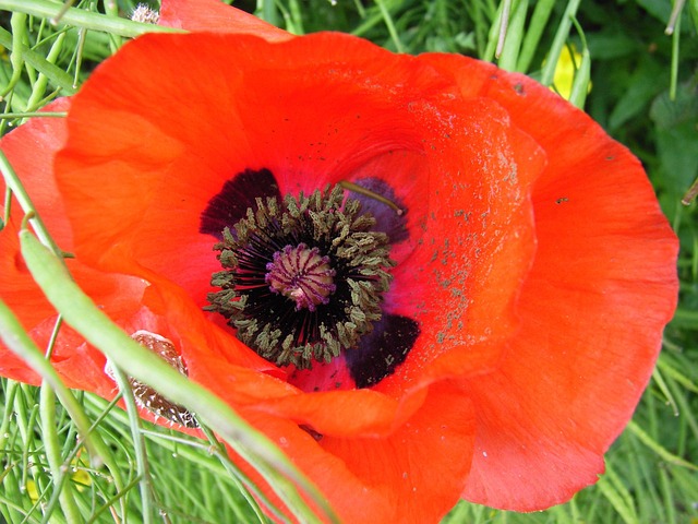 Free Poppy Flower photo and picture