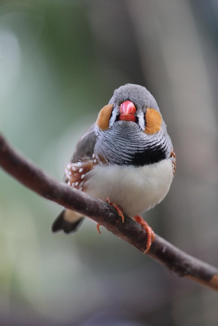 Zebravink, Vink, Vogel