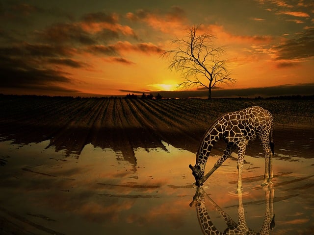 Free giraffe water tree illustration
