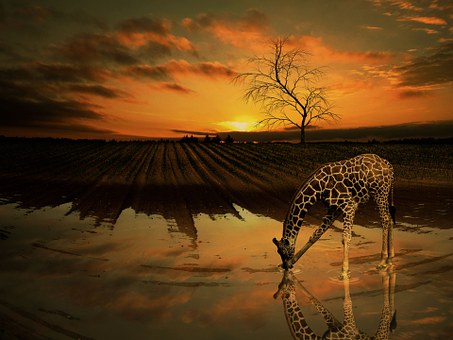 Giraf, Natur, Vand, Træ, Solnedgang