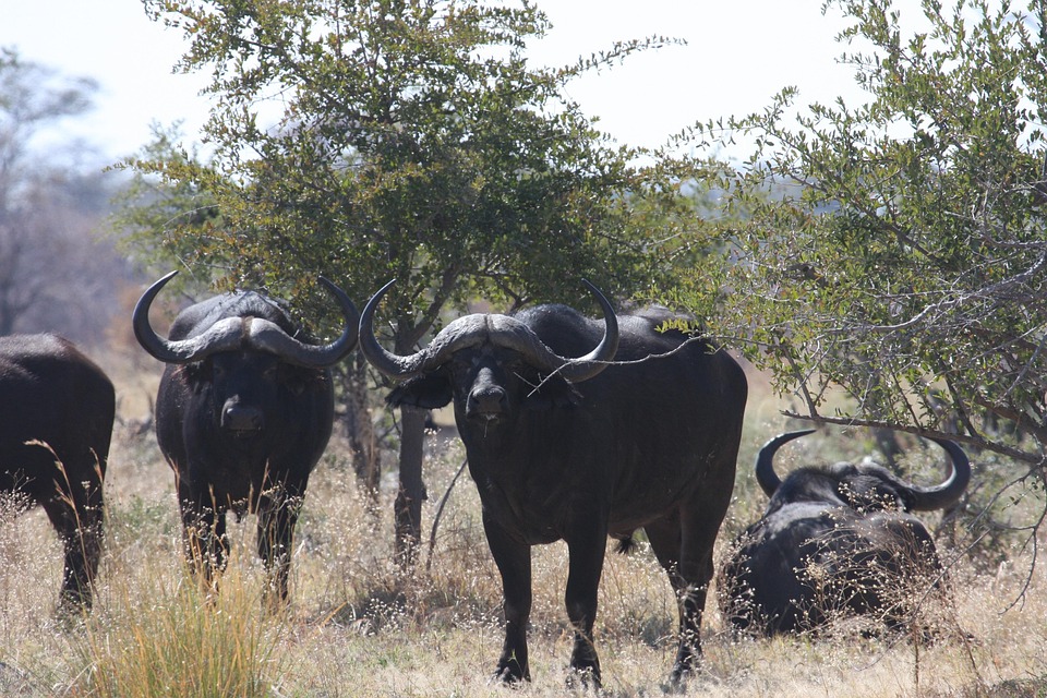 Africa Wild Animals Free Photo On Pixabay