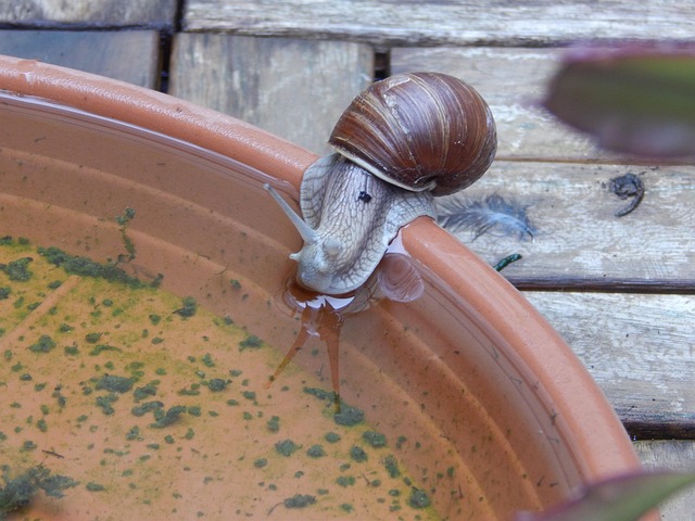 Free Snail Shell photo and picture