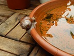 snail, shell, crawl