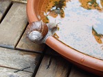 snail, shell, crawl