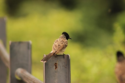 Free Bird Sitting photo and picture