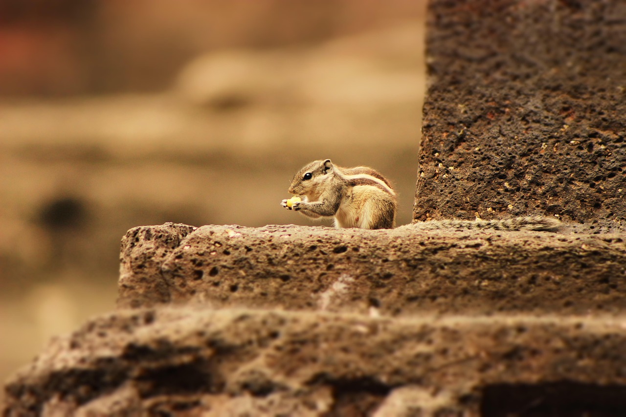 Squirrel - free online jigsaw puzzle photo