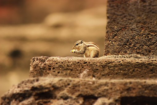 Free Squirrel Cute photo and picture
