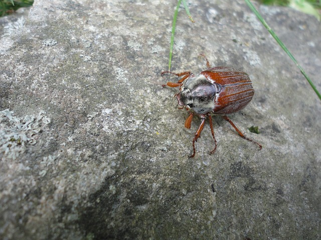Free Nature Insect photo and picture