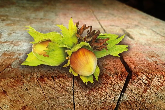 Free hazelnut nut late summer illustration