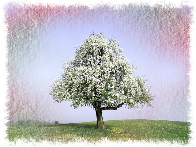 Download free HD stock image of Spring Tree Free spring tree blossom illustration