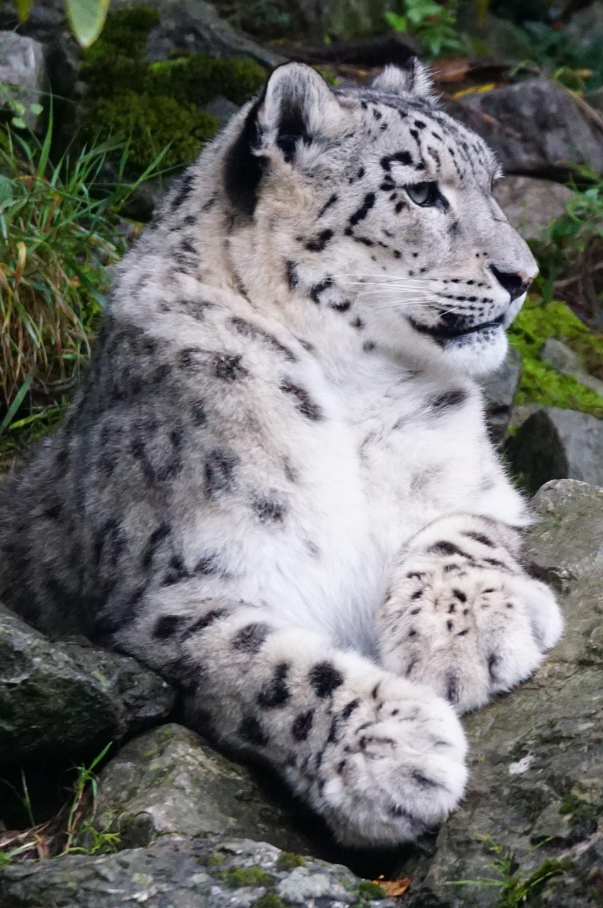 100000 Gratis Bilder Av Children Playing On Snow Og Snow Leopard Pixabay 100000 Gratis Bilder Av Children Playing On Snow Og Snow Leopard Pixabay
