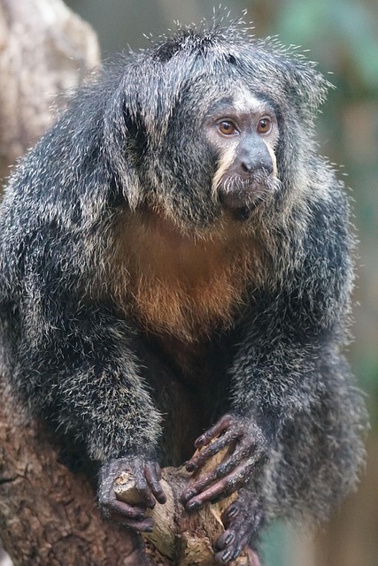 Free Ape Observing photo and picture
