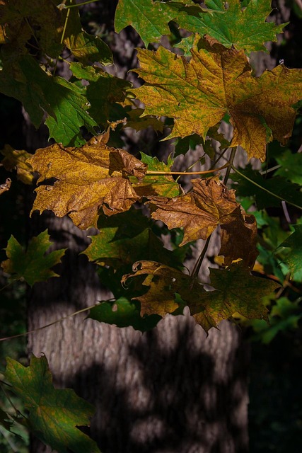 Free Forest Autumn photo and picture