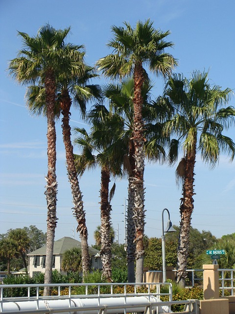 Baum, Palme, Tropisch, Natur, Sommer