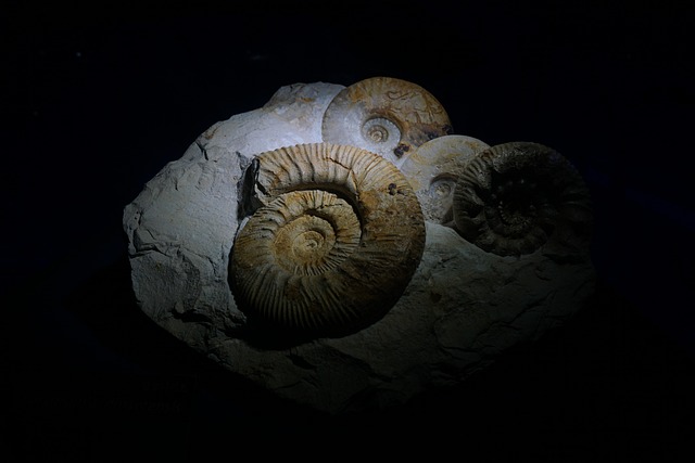 Free Ammonite Fossil photo and picture