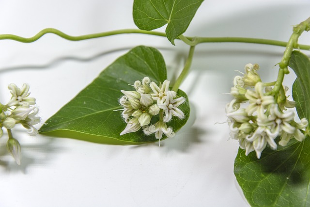 Free Green Leaf Leaf Plant photo and picture