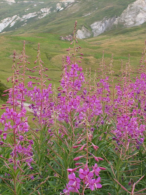 Free Flower Mountain photo and picture