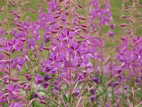 Free Fireweed Flower photo and picture