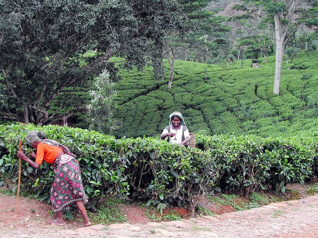 Free Sri Lanka Spoons photo and picture