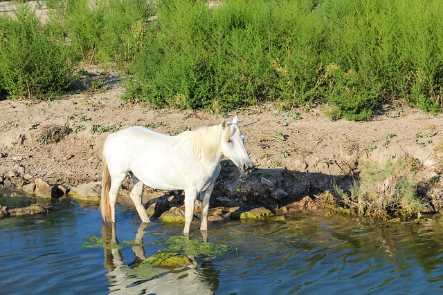 Hest, Natur, Vand, Flyde, Kanal, Bæk