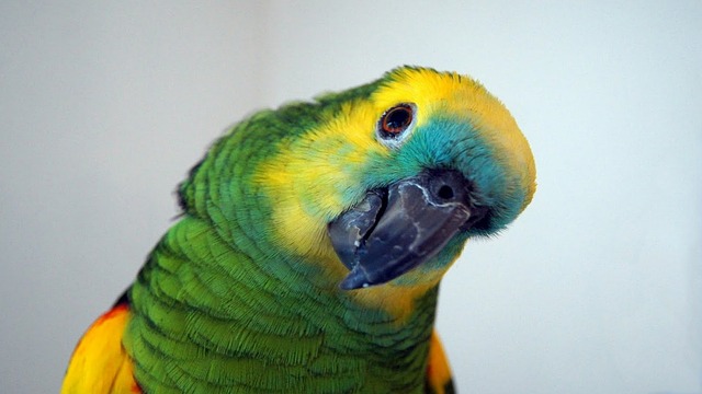 Free Parrot Amazone photo and picture