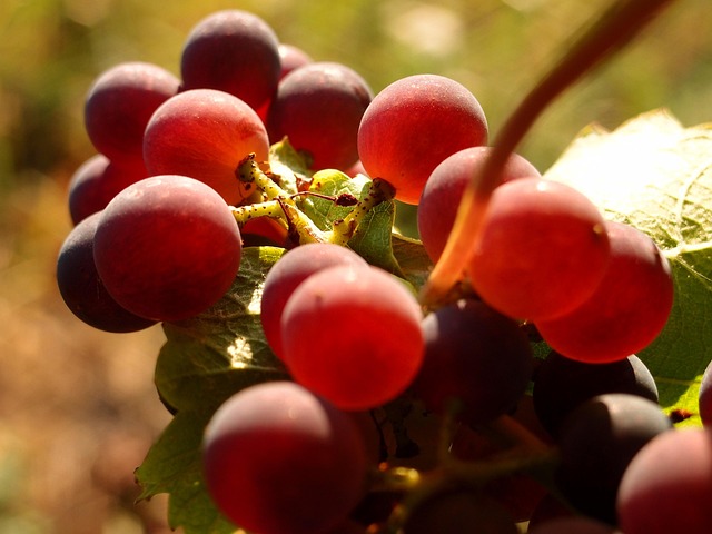 Free Grapes Vines photo and picture