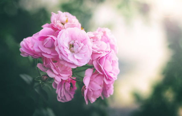Roser, Blomster, Blomst Tapet, Natur