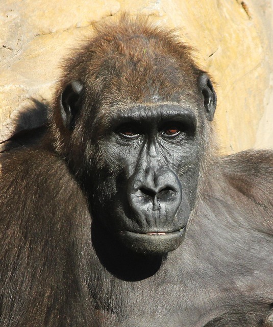 Free Monkey Biopark photo and picture