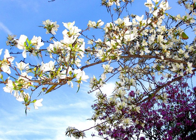 Free Flowers Turia photo and picture