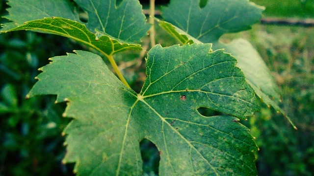 Free Grape Foliage photo and picture