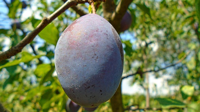 Free Plum Focus photo and picture