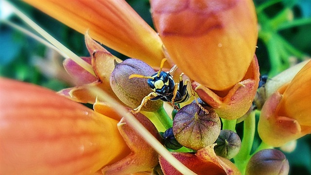 Free Wasp Insect photo and picture