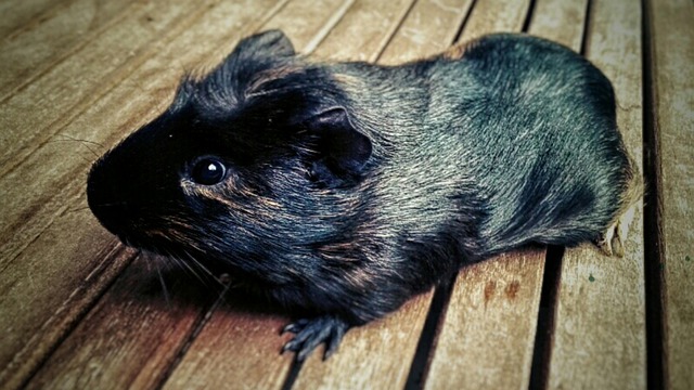 Free Guinea Pig Pet photo and picture