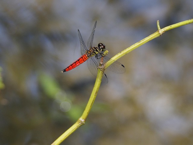 Libélula, Vientre Rojo, Descanso