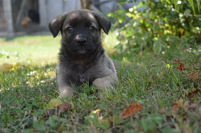 Free Dog Cute photo and picture