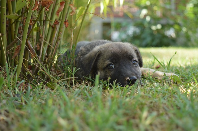 Free Dog Cute photo and picture