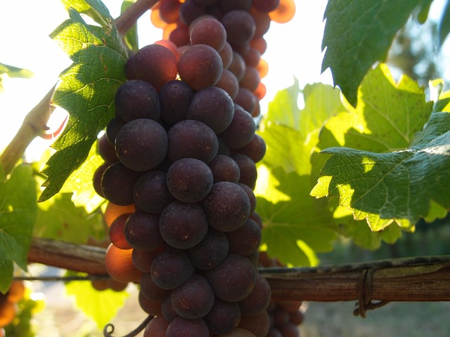 Free Grapes Berry photo and picture