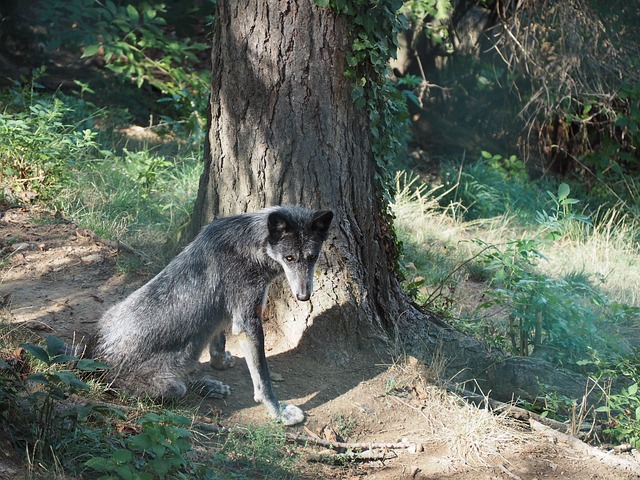 Free Wolf Zoo photo and picture