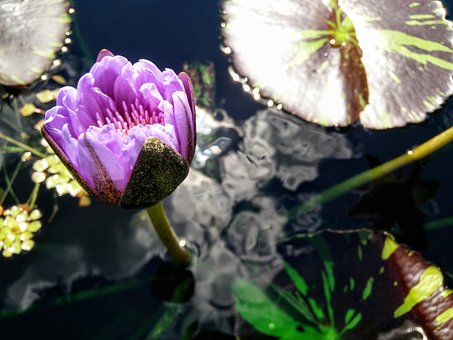 Lilie, Seerosenblatt, Blüte, Wasser