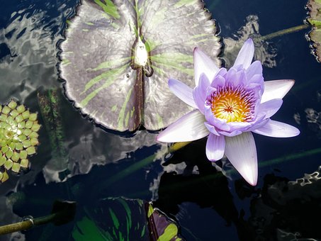 Lotus, Lilie, Pad, Wasser